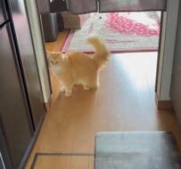 美容院から妻が帰宅すると…猫「誰だニャ！ママはどこだ！」に笑ってしまう