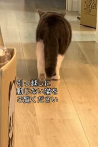新居で堂々とおさんぽ…お引っ越しに動じない猫ちゃんにSNSユーザーにびっくり
