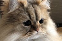 猫「おなか空いたニャ」健気すぎる催促方法に悶絶の声が続出