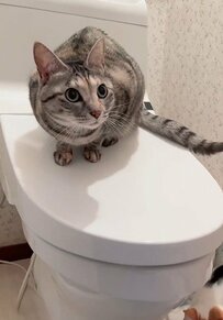 【落ち着く？】猫ちゃんが集う「トイレ秘密会議」をのぞき見！「なぜ、そこに？」の声