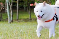 散歩中に固まって動かなくなってしまった柴犬　驚きの理由に「かわいすぎる…」