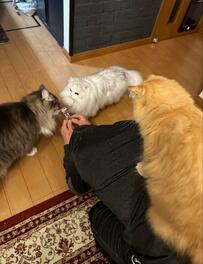 「イイモン持ってるじゃねーか！」「ち、違う！！」勘違いした猫の猛攻撃に爆笑の声