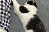 飼い主にちょっとだけ触れる猫　信頼のふわふわタッチに反響