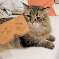 福岡名物「にわか煎餅」と猫ちゃんを撮影すると…予想以上に似合う姿にX民もニッコリ