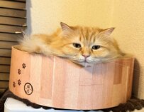 爪とぎベッドでいじける猫が話題に！ まさかの“液体化”した姿に爆笑の声が殺到