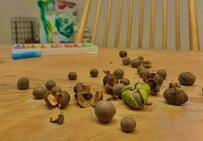 お茶の実から育てて3年後に完成した一杯　お茶屋さんが飲んだ予想外の結果に「参考になる」「難しいですよね」