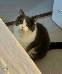 飼い主さんの起床を待つ猫ちゃん　かわいらしい起こし方に悶絶の声