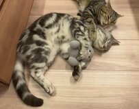 ウサギを抱いて眠る猫さん。その後ろにいた「まさかの存在」にXユーザー悶絶