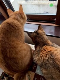 2匹の猫ちゃん…目線の先は？「鳥」「猫」「人」観察するものを当てようとする声が続出