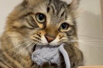 飼い猫が大好きなボールの紐を引っ張ってみたら…必死の形相に「キャー可愛すぎる仕草」の声
