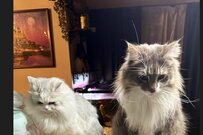 おわかり頂けるだろうか「3匹」の猫さんが絶望した理由が可愛い