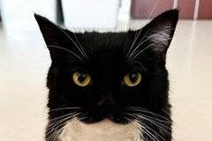 猫ちゃん「お風呂なんてへっちゃら！」→少し時間が経過した後の「表情の変化」に笑ってしまう