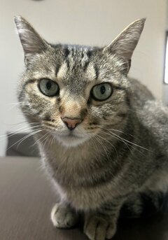 猫が苦手だった祖父　お迎えから約4年での「変化」に心が温まる…！