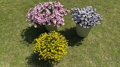 1苗でこんもり大きく育つ！夏の暑さに強くて〈今から秋までずっと咲く花〉3品種。切り戻しなどの手間なくモリモリ満開に！