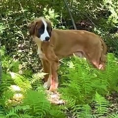 森に現れた「関節を脱臼した犬」を救助→“友達”と出会い回復した姿に感動