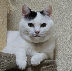 丸いお顔がかわいい猫ちゃん　真剣に「日課」をこなす様子に思わずホッコリ