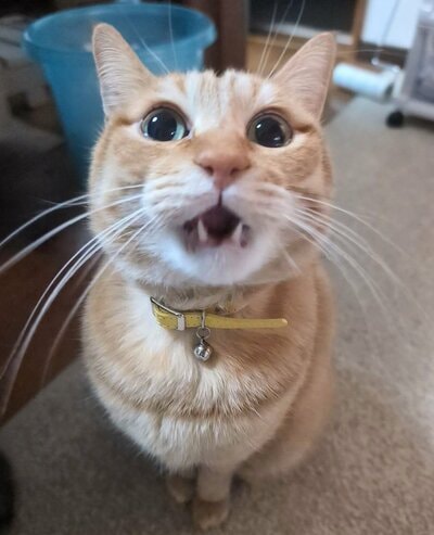ぱっちりお目目が可愛いぷりんちゃん