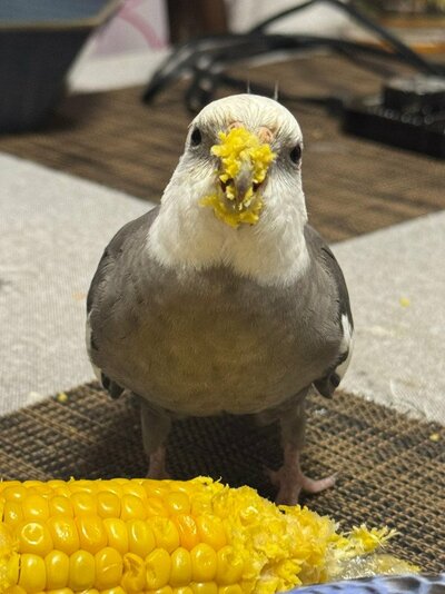 クチバシがほとんど見えないハクくん