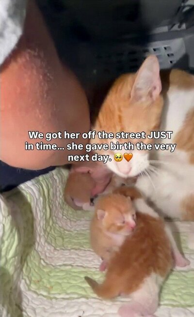 母猫のそばで身を寄せ合う3匹の子猫たち