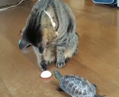 お皿が小さすぎておやつが取れない