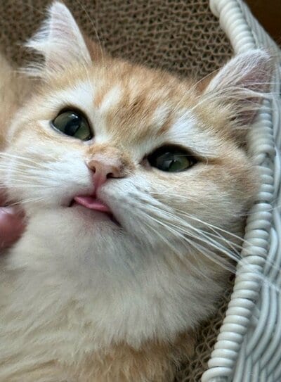 完全にリラックス