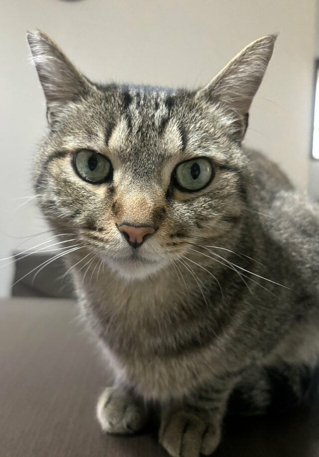 猫が苦手だった祖父　お迎えから約4年での「変化」に心が温まる…！