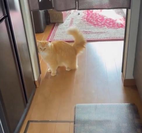 美容院から妻が帰宅すると…猫「誰だニャ！ママはどこだ！」に笑ってしまう