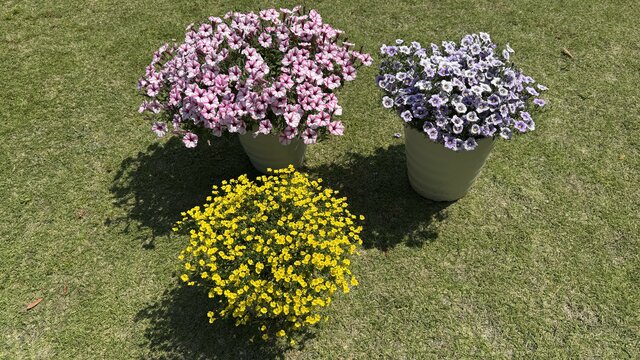 1苗でこんもり大きく育つ！夏の暑さに強くて〈今から秋までずっと咲く花〉3品種。切り戻しなどの手間なくモリモリ満開に！