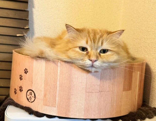 爪とぎベッドでいじける猫が話題に！ まさかの“液体化”した姿に爆笑の声が殺到