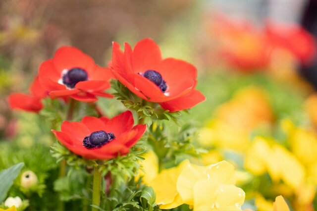 【早春～晩春ずっと咲く】今から楽しむ「寒さに強い春の花」5選！日陰に強い花やいい香りの花も