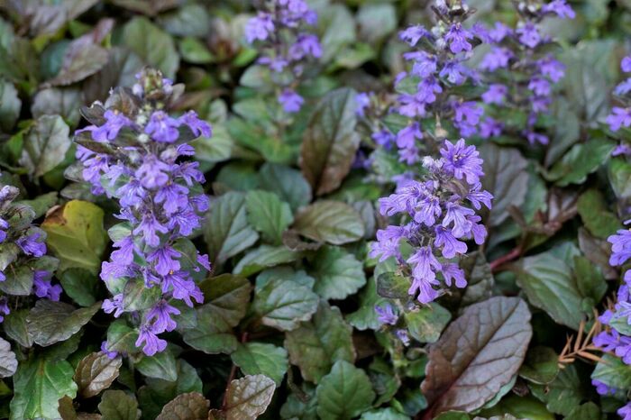 紫やピンクの小花を穂状に咲かせるアジュガ