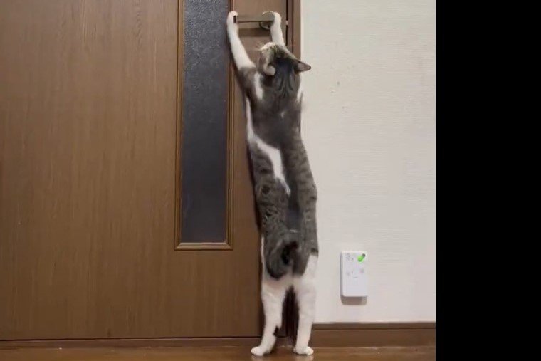「えっすご…」ドアの向こうで叫ぶ後輩猫　それを見た先住猫の行動に仰天「優しい」