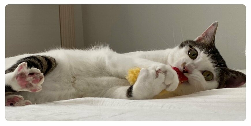 出所：@Saeroyi_cat