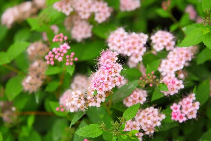 【狭い庭や玄関先に植える木】毎年花が楽しめる「おしゃれな小さめ低木」6選！日陰に強い植物も