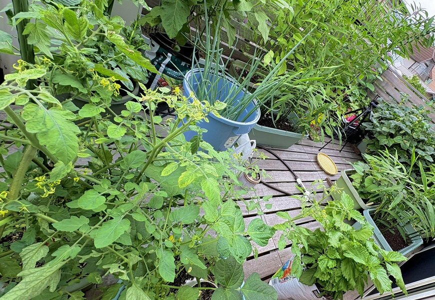 ベランダの家庭菜園が大豊作！ 9日放置後の収穫に「宝石のような野菜達」「どこの農園でしょうか」