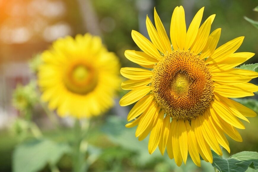 wigorus/shutterstock.com