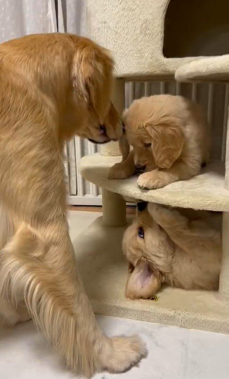 出所：@pu_channeldesu