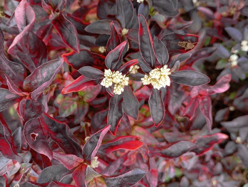 Risusantho Te'dang/shutterstock.com