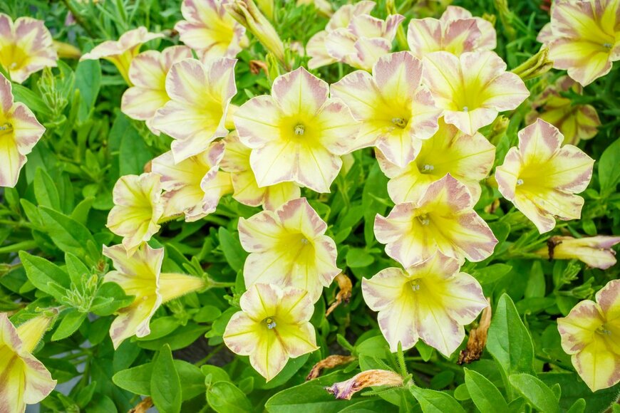 Itsunfotos/Shutterstock.com