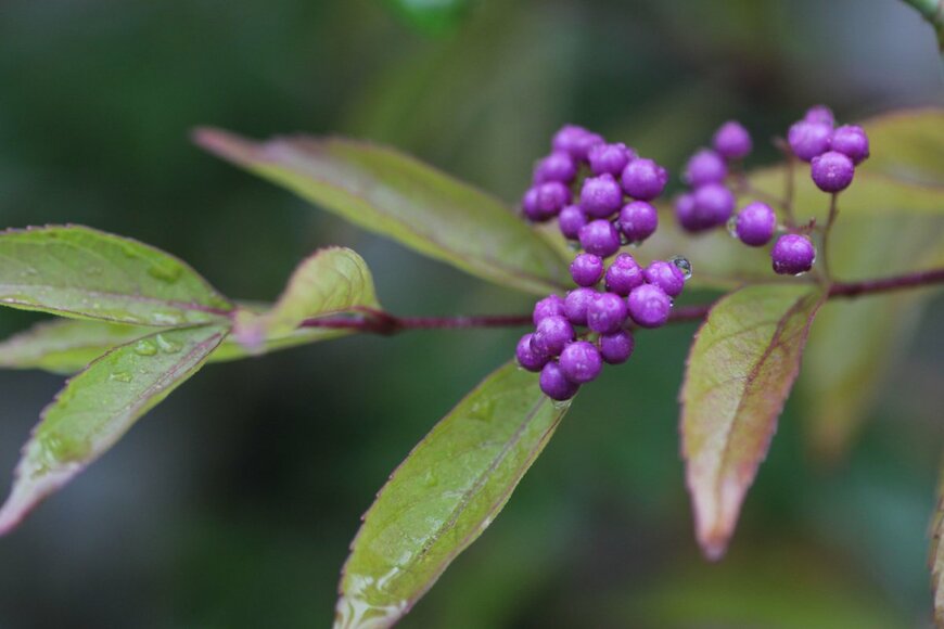 mayu0616/shutterstock.com