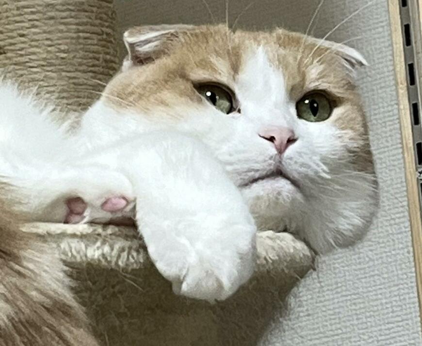 出所：@torotolo106106