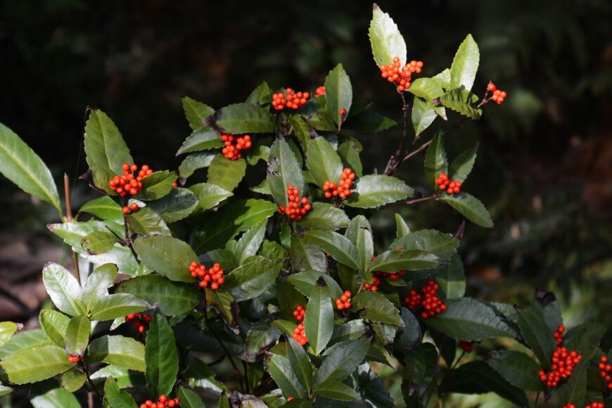 千両　undefined undefined/istockphoto.com