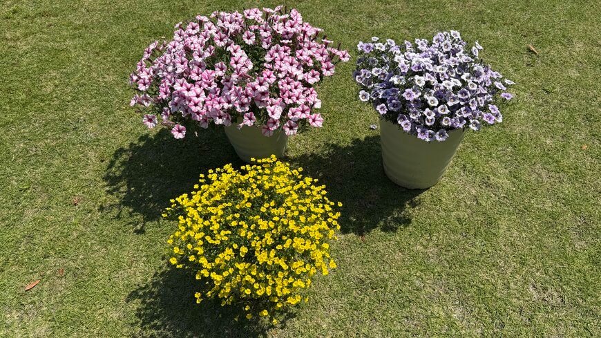 1苗でこんもり大きく育つ！夏の暑さに強くて〈今から秋までずっと咲く花〉3品種。切り戻しなどの手間なくモリモリ満開に！