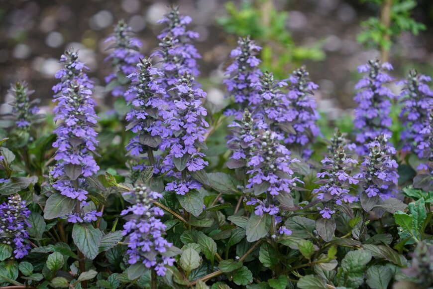 igaguri_1/istockphoto.com