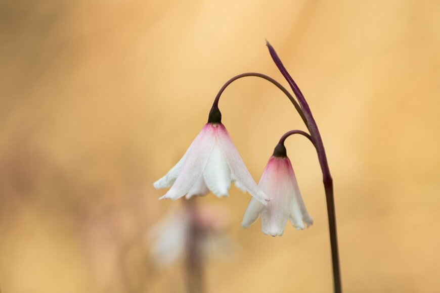 Taniaaraujo/shutterstock.com