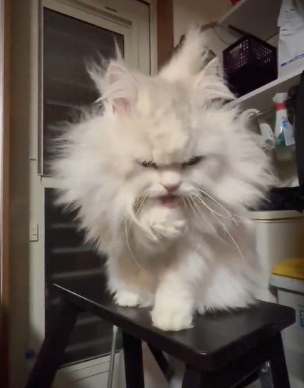 出所：@NEKOLAND13