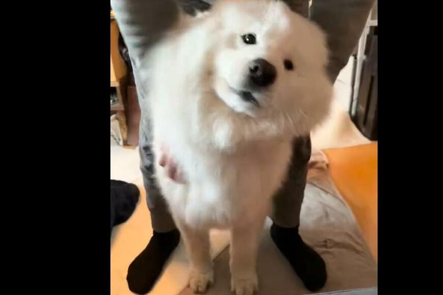 こねられる「お餅」のようなサモエド犬　微笑ましいオチに心温まる