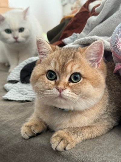 出所：@momosuikitty