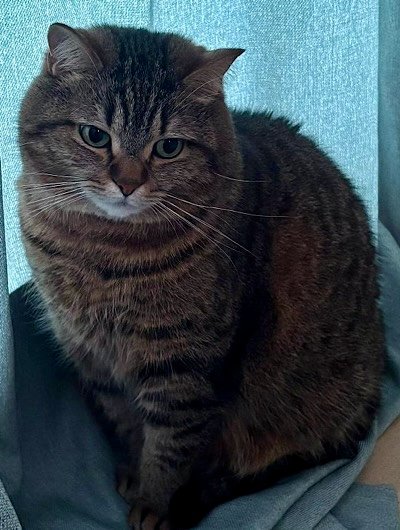 出所：@donguri_manch