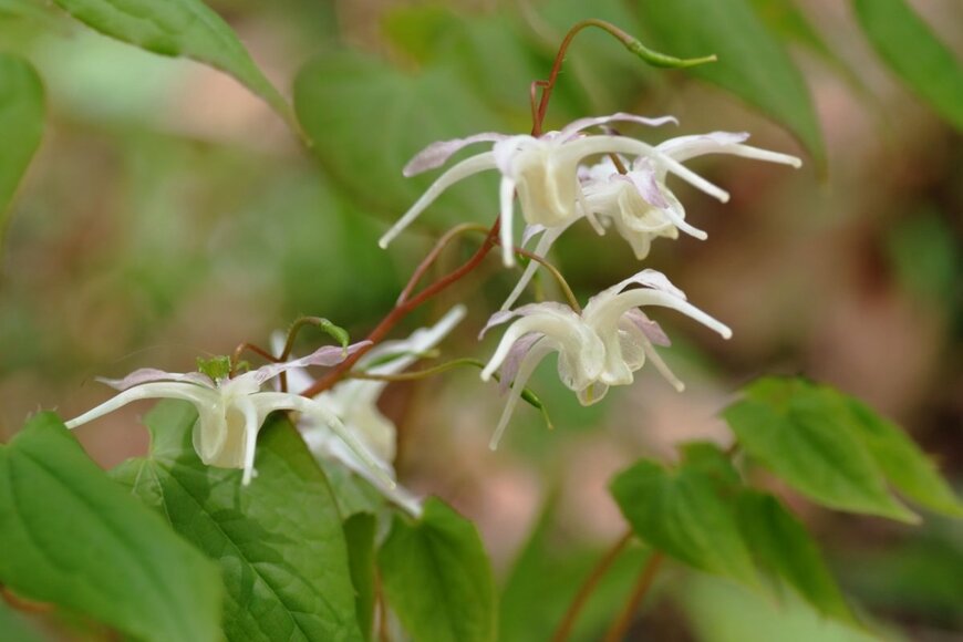 Hiyoman/shutterstock.com